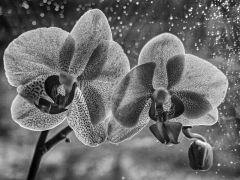 orchidee-Yvonne-Berrier-25e
